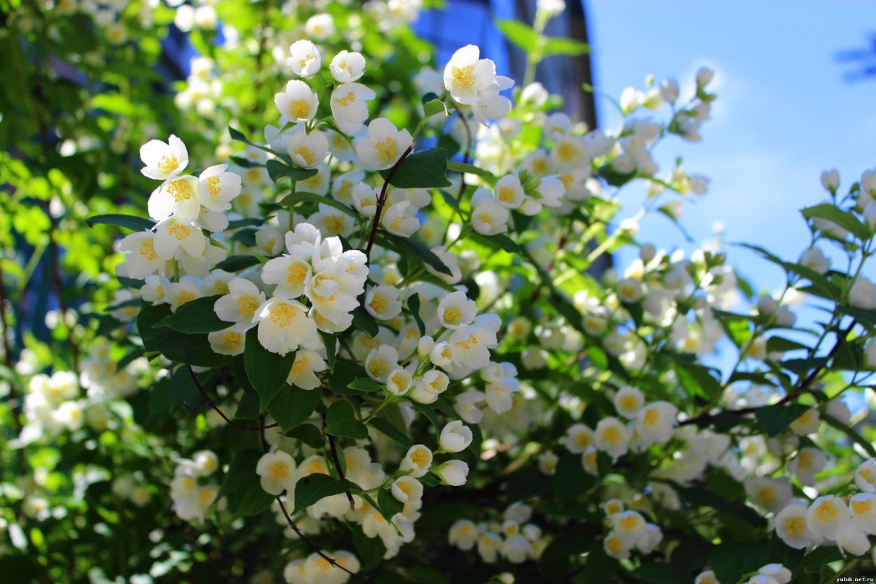 Жасмин цветы