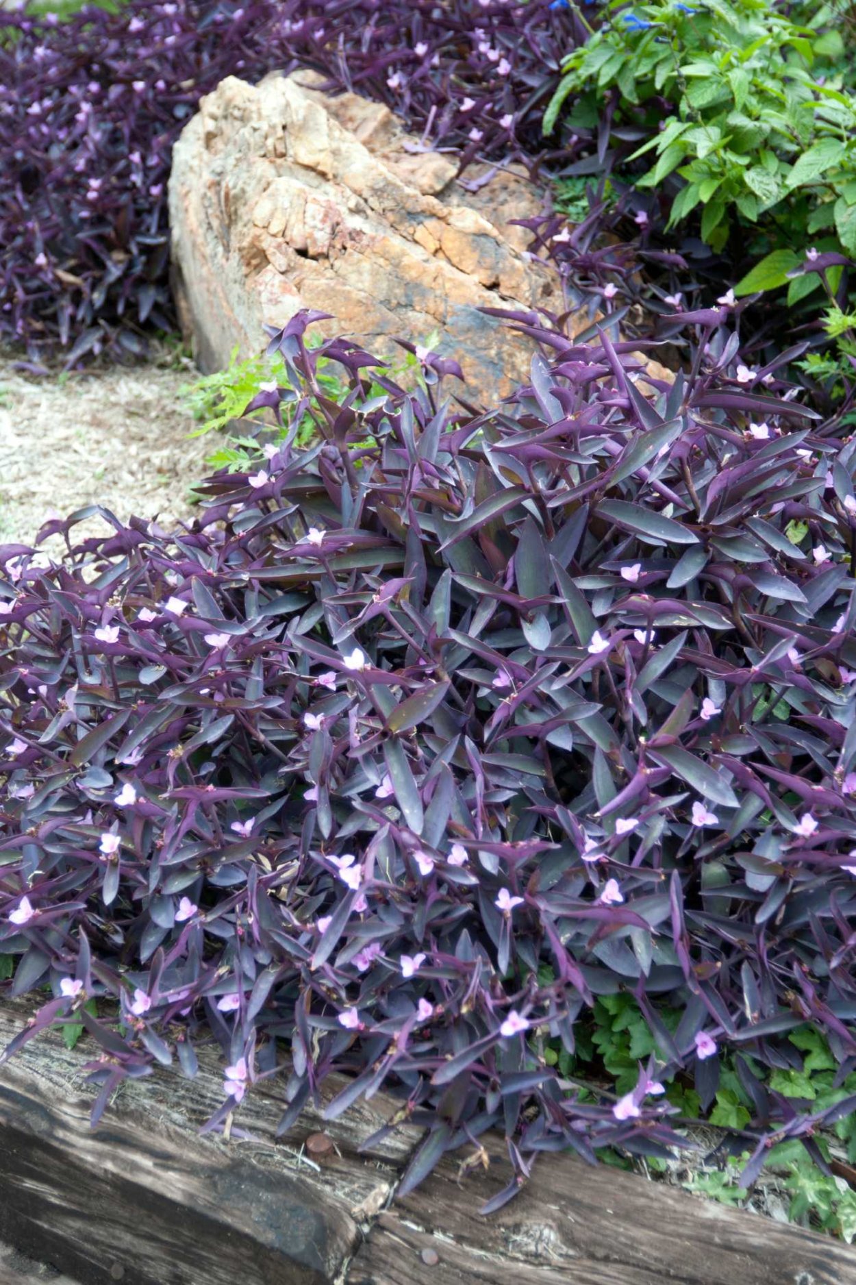 Уличный цветок с фиолетовыми листьями фото и название