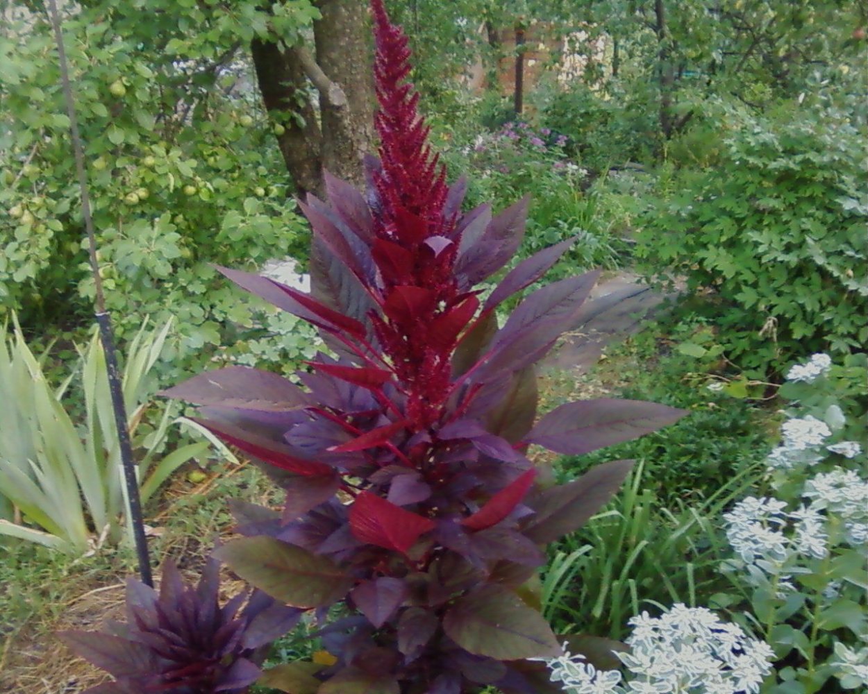 Амарант метельчатый бордовый