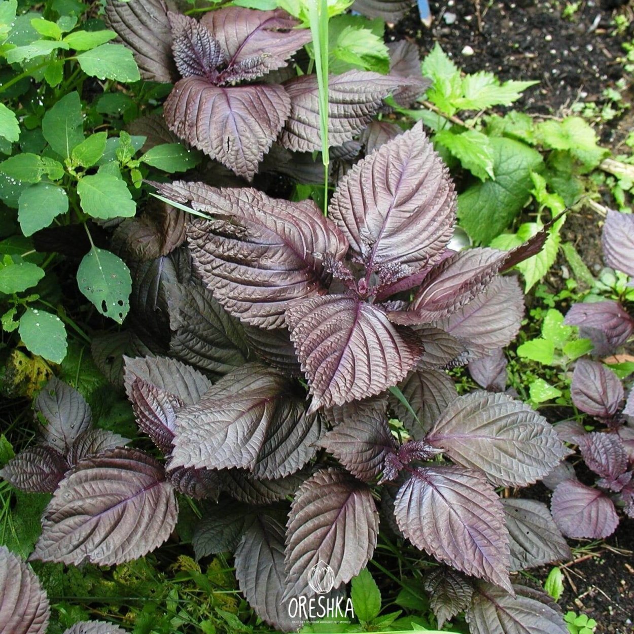 Перилла Нанкинская