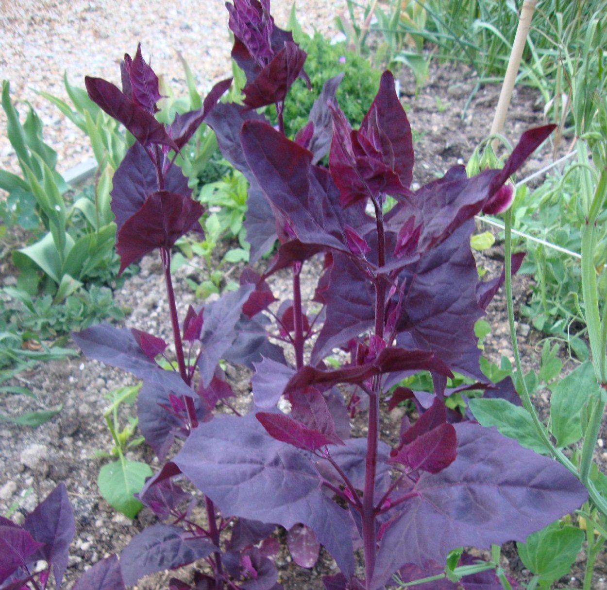 Лебеда Садовая (Atriplex Hortensis)