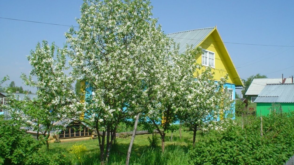 Цветущая яблоня в деревне