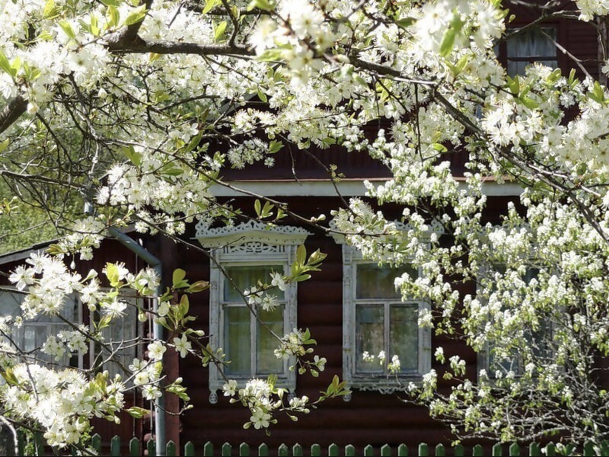 Черемуха в саду