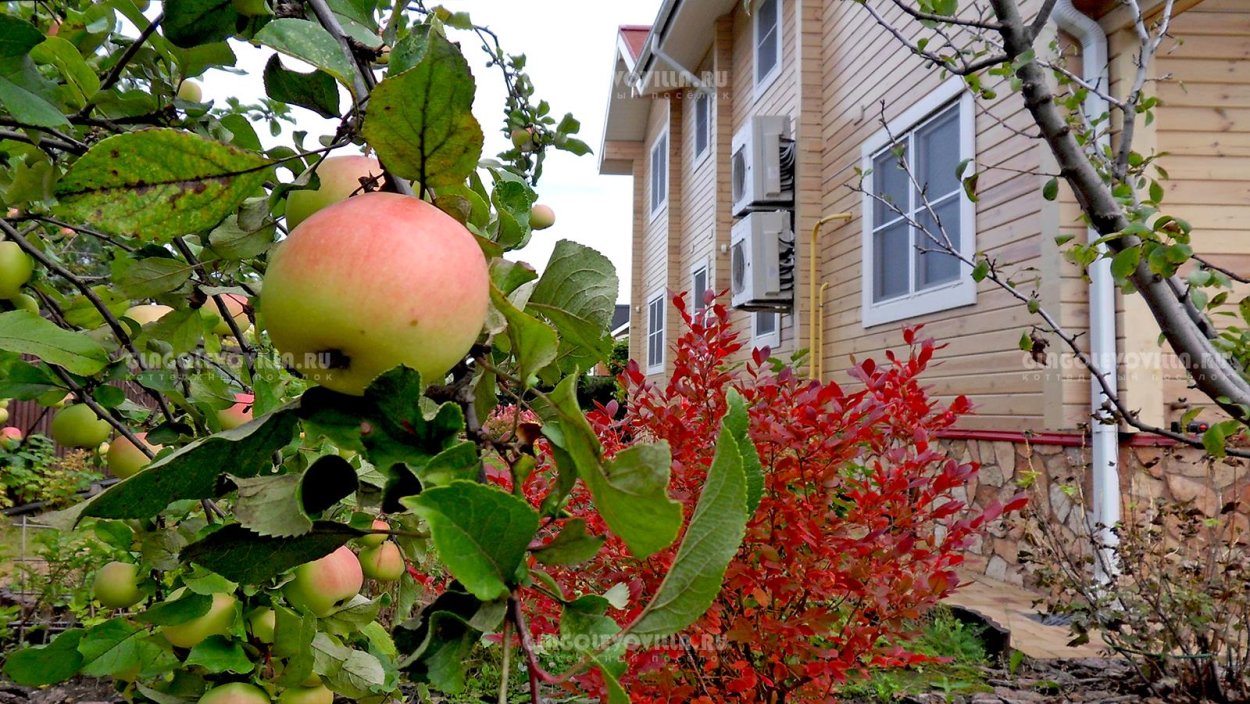 Яблоня полукультурная "заветное"