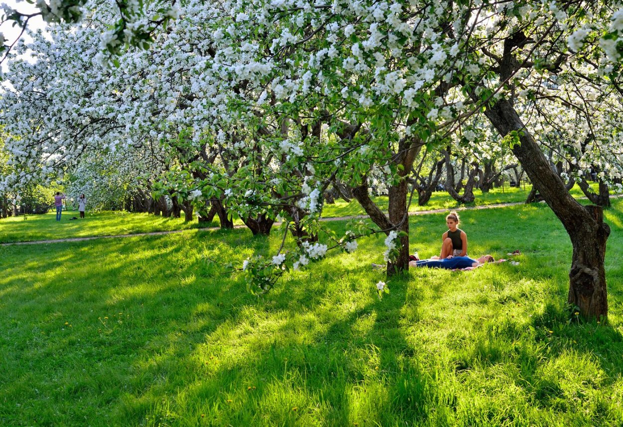 Усадьба Ясная Поляна яблоневые сады