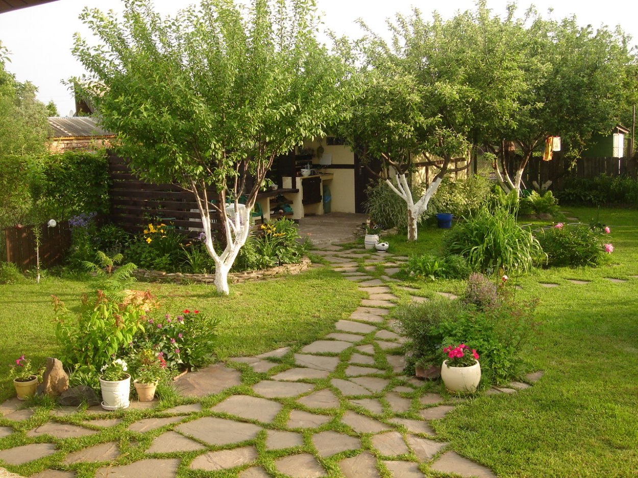 Плодовые деревья на участке