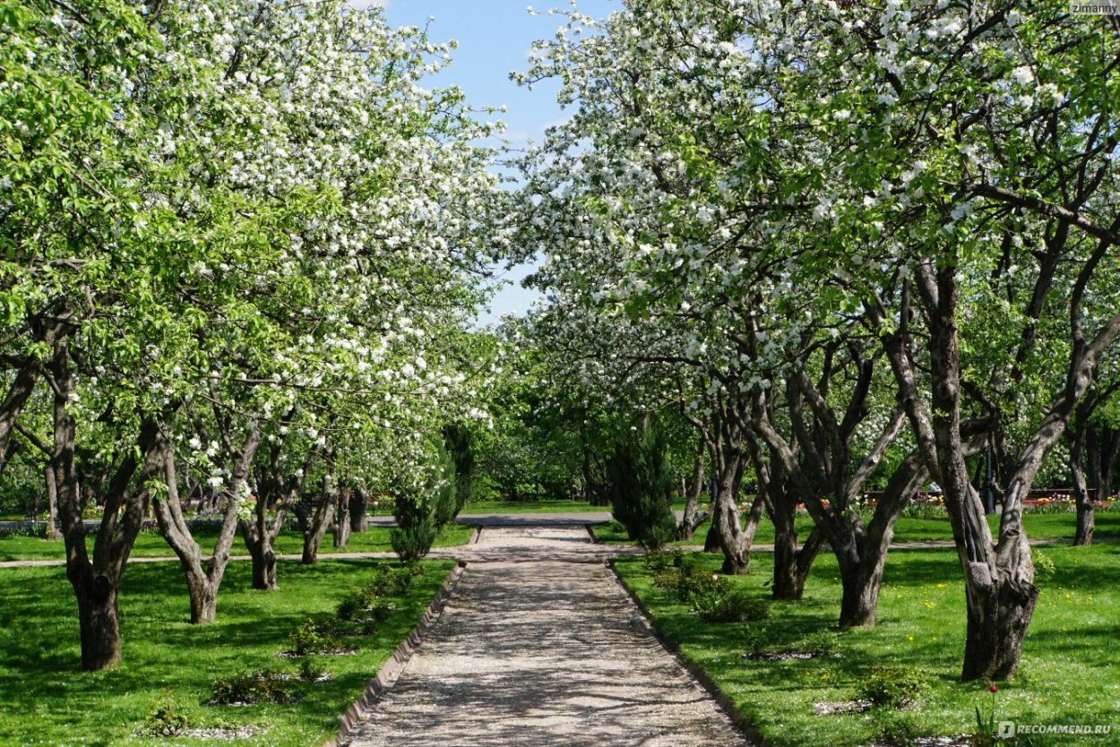 Коломенское музей-заповедник Яблоневый сад