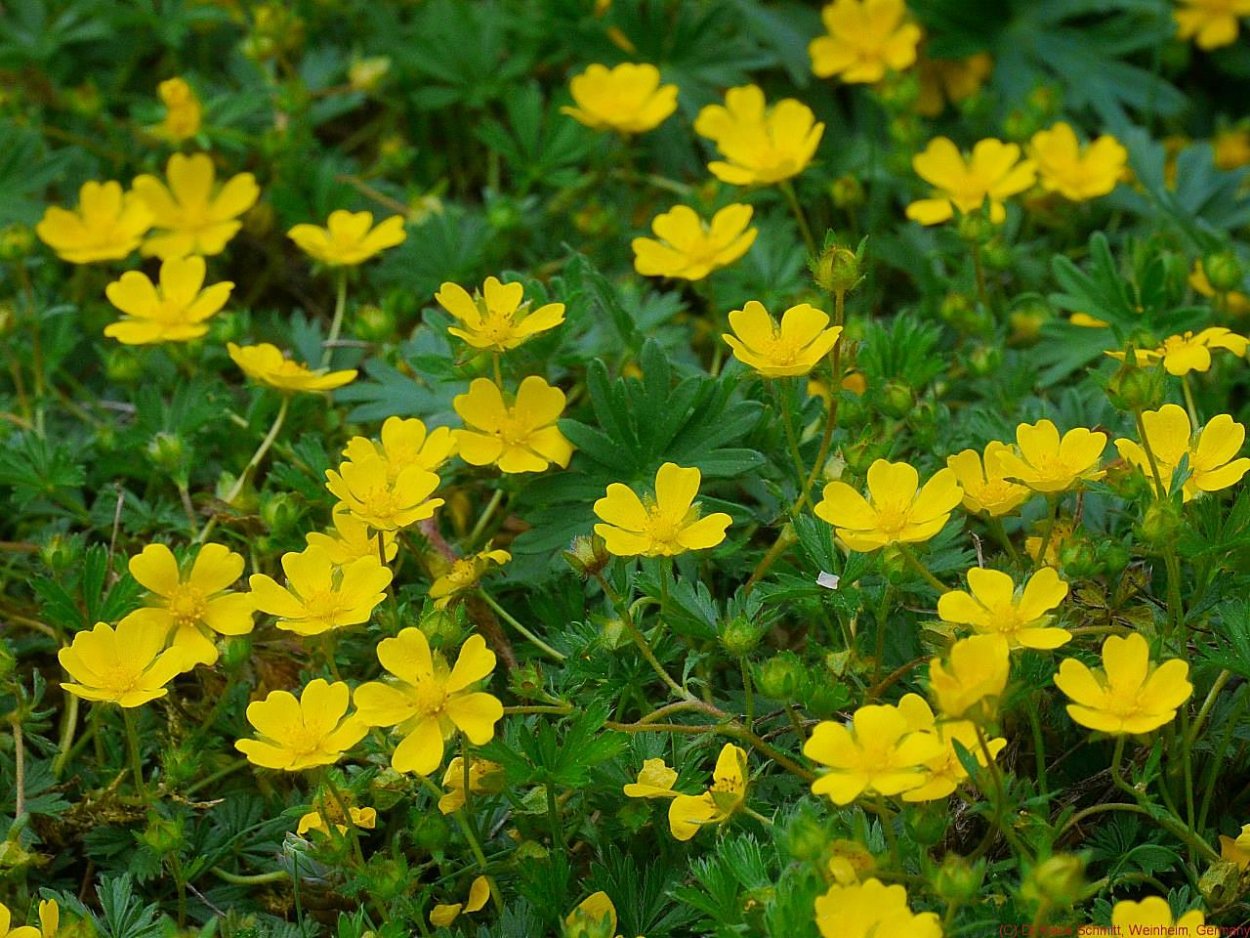 Лапчатка Луговая. Лапчатка ползучая. Лапчатка ползучая (Potentilla reptans). Гусуна Лапчатая.