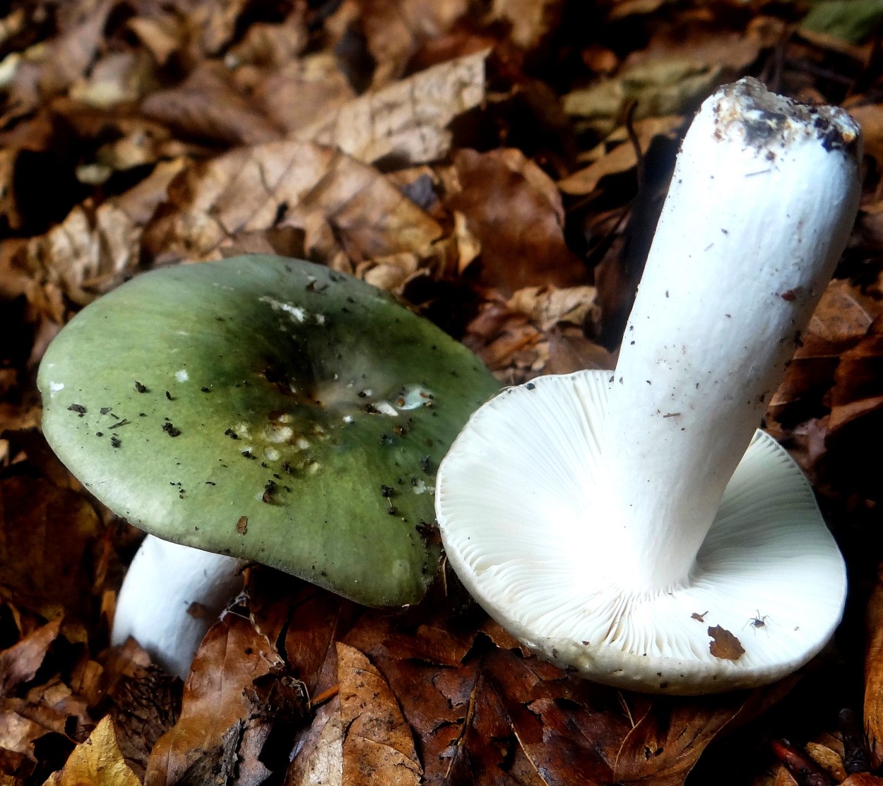 Гриб сыроежка зеленая