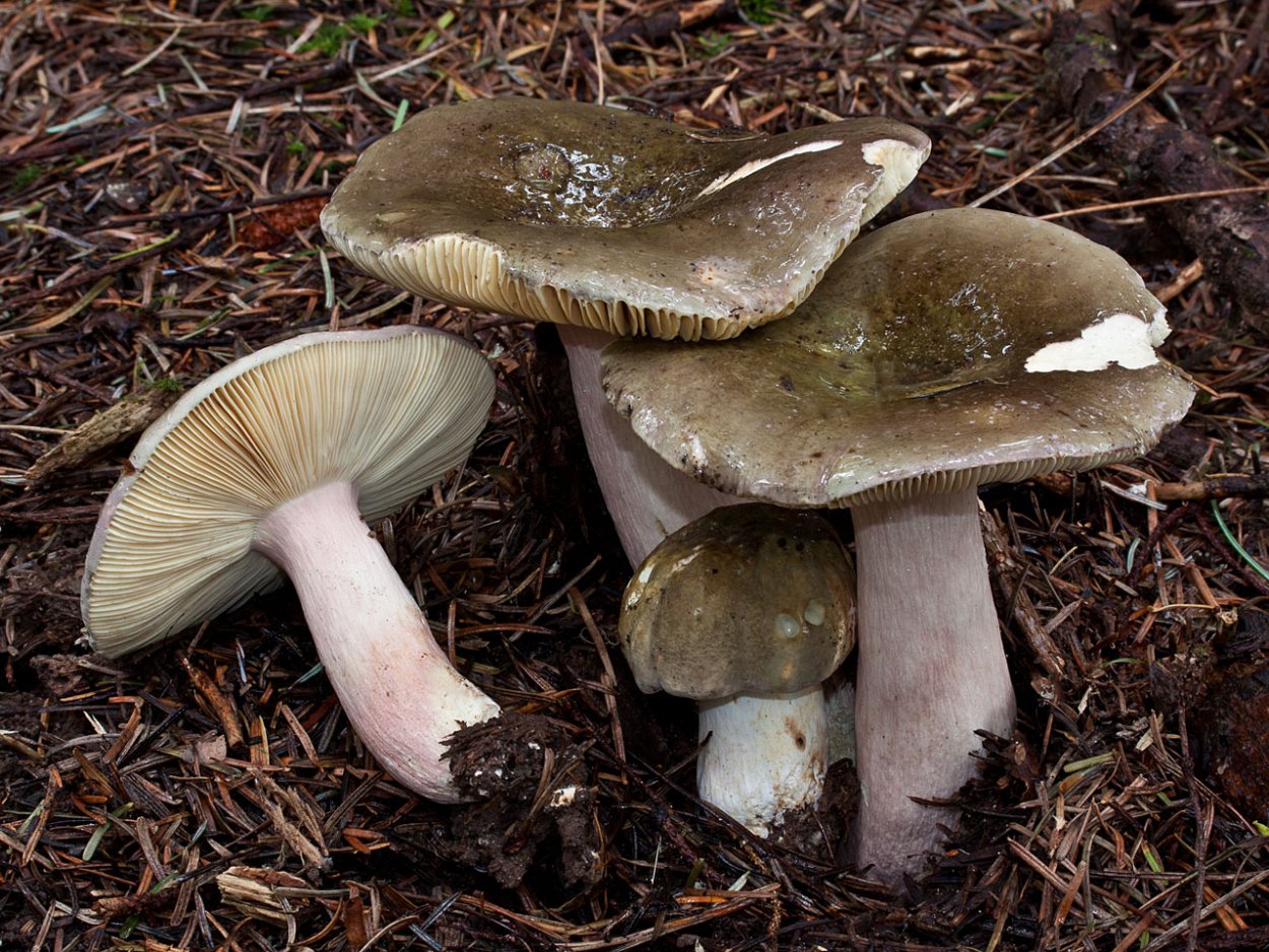 Сыроежка зелёная (Russula aeruginea).