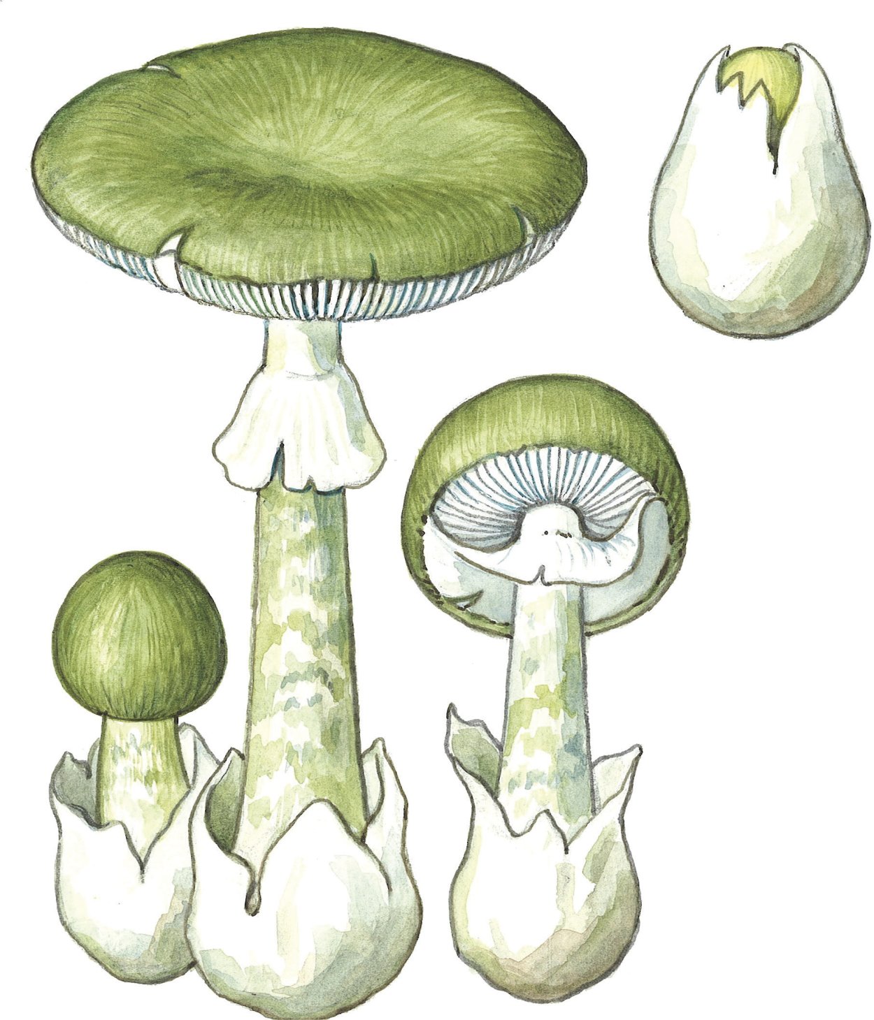 Сыроежка синяя