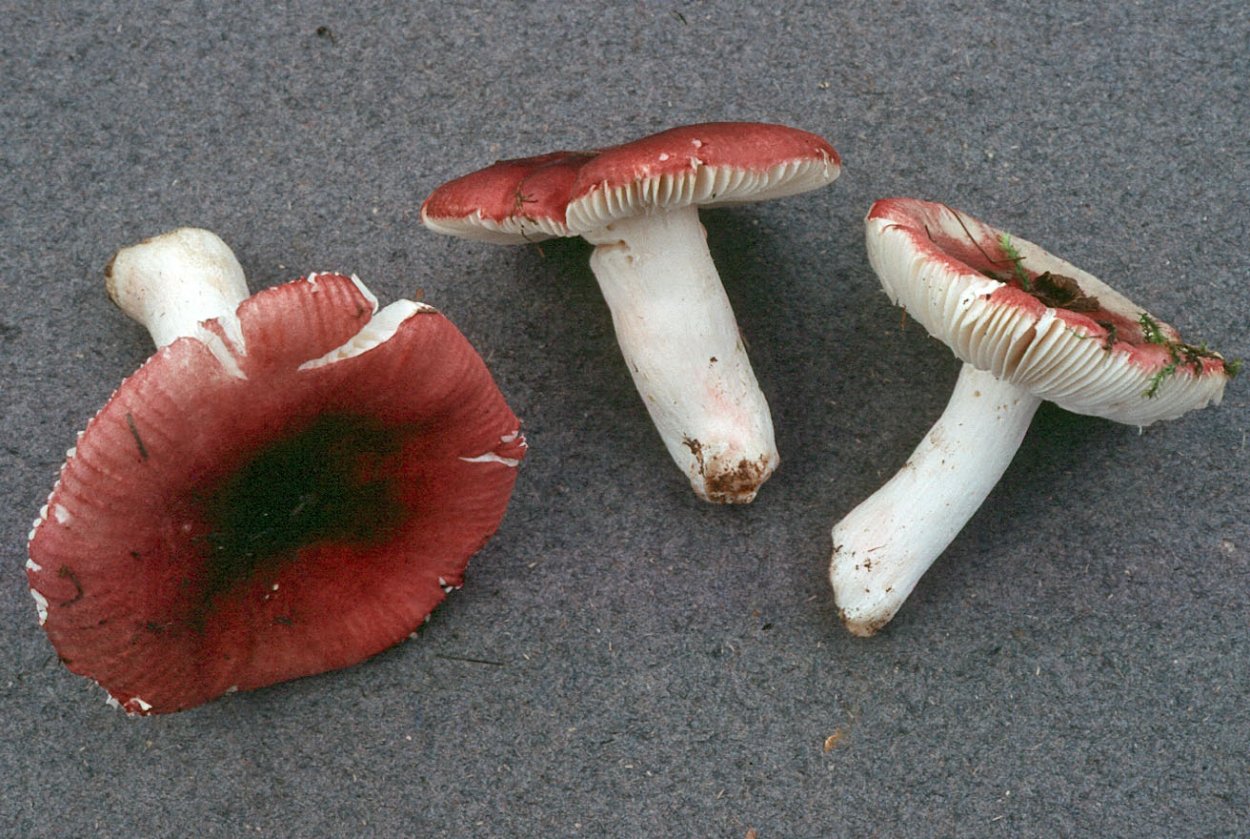 Russula alutacea
