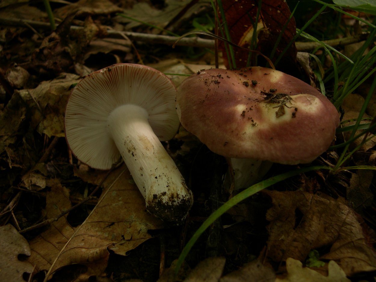 Сыроежка Веленовского