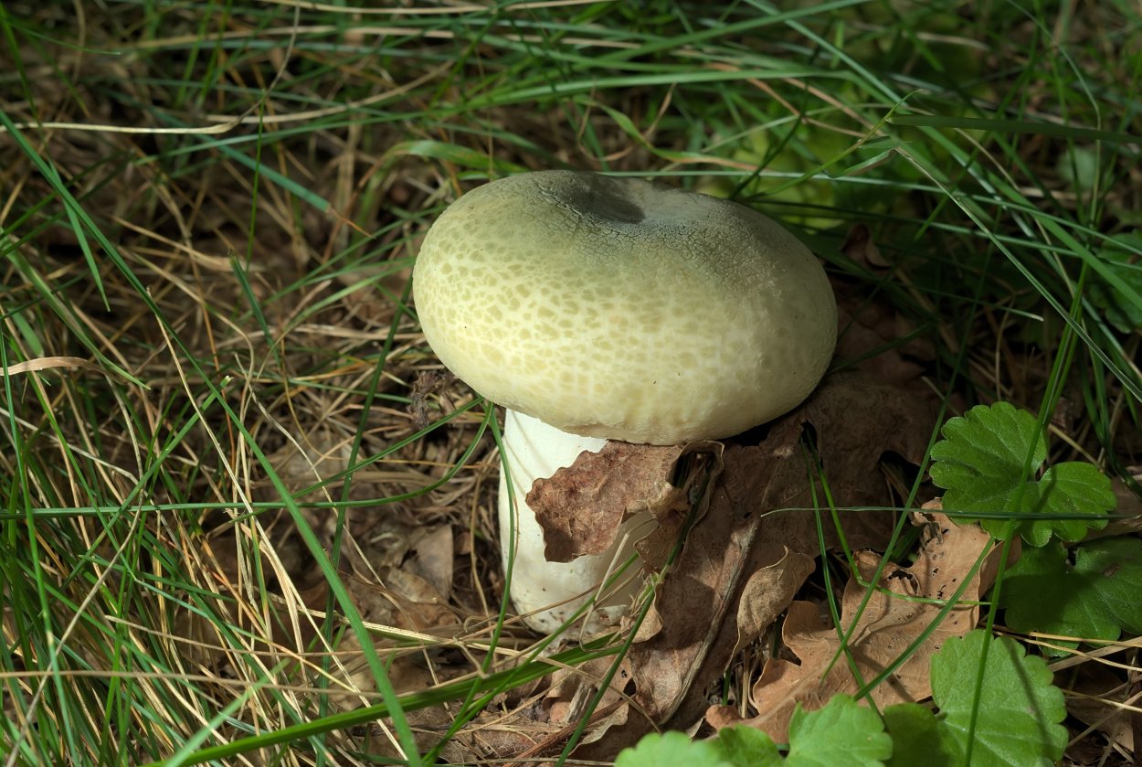 Сыроежка зеленоватая (Russula virescens)