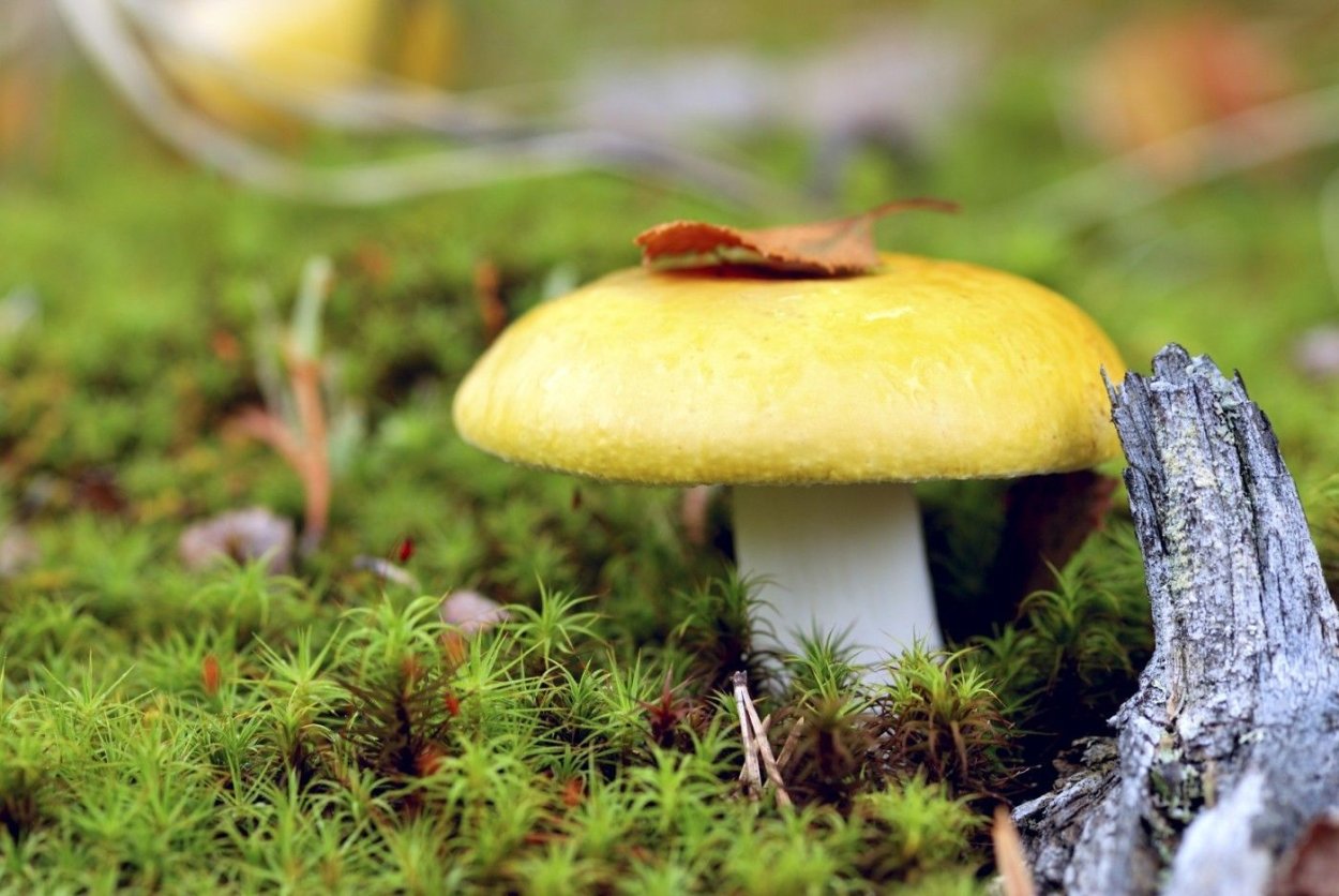 Сыроежка зеленоватая (Russula virescens)