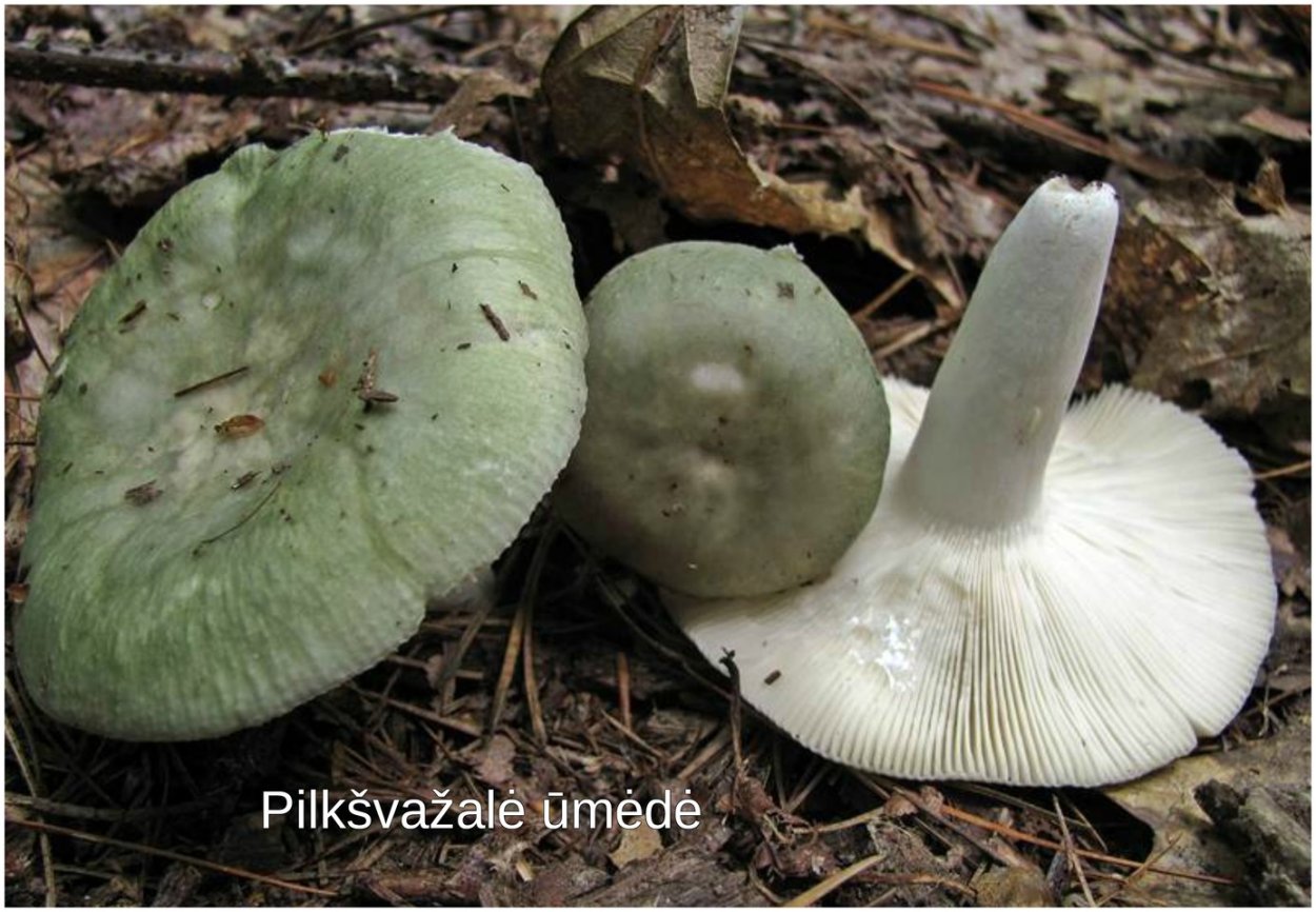 Гриб сыроежка зеленая