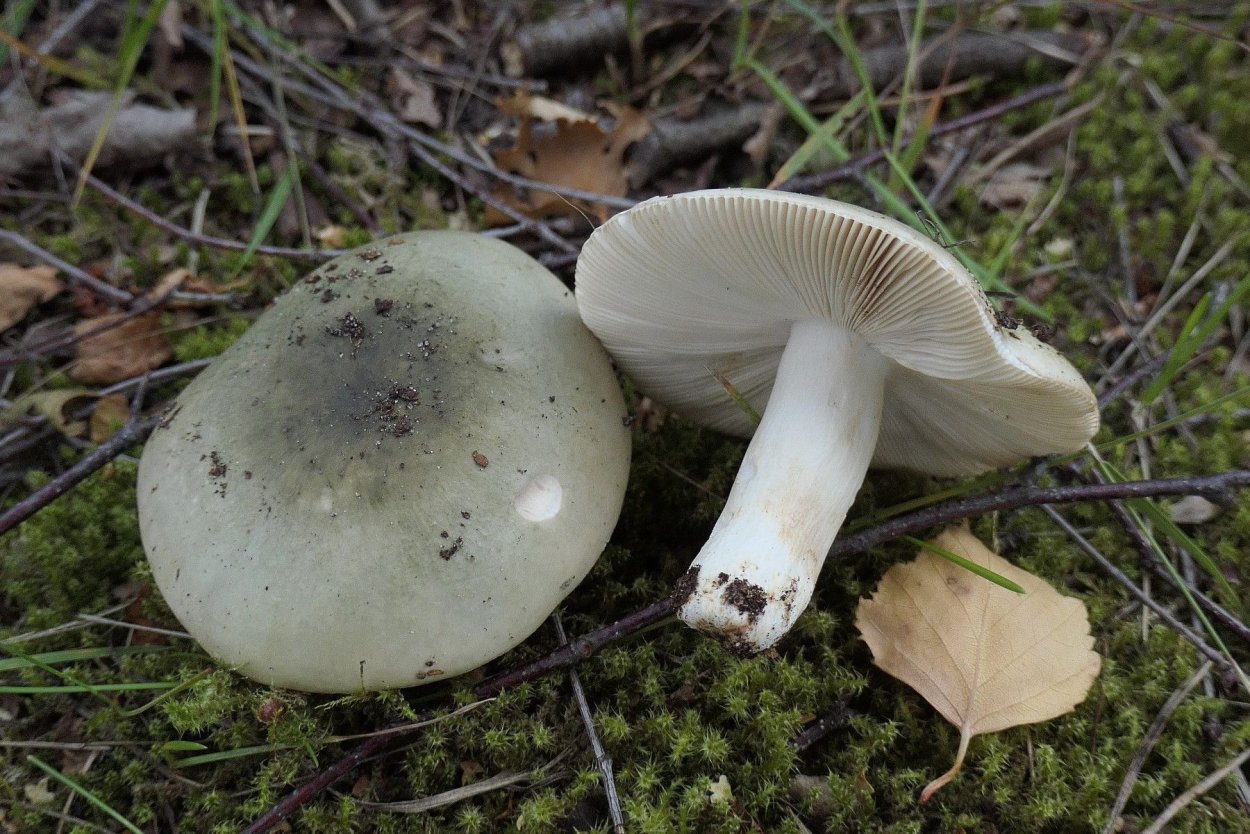 Russula aeruginea