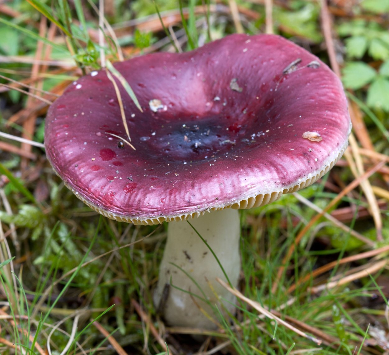 Сыроежка съедобный гриб