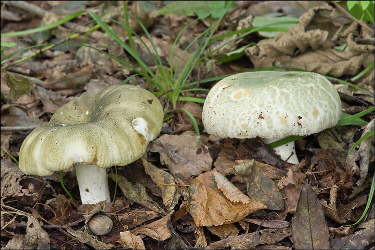 Сыроежка вильчатая