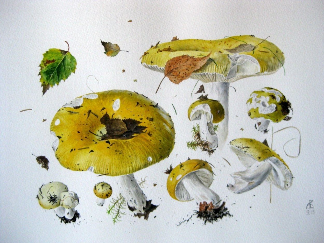 Сыроежка розовая ложная