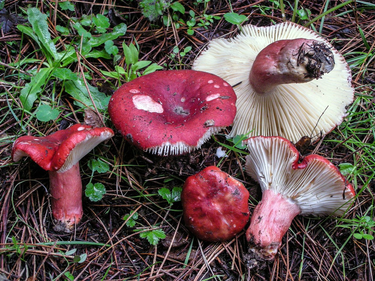 Russula sanguinea
