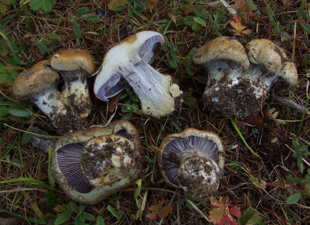 Паутинник тёмно-бурый (Cortinarius brunneus)
