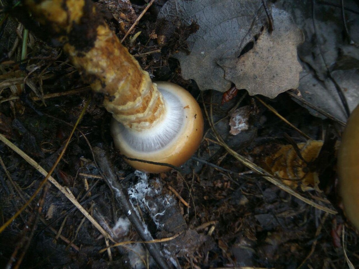 Паутинник Триумфальный