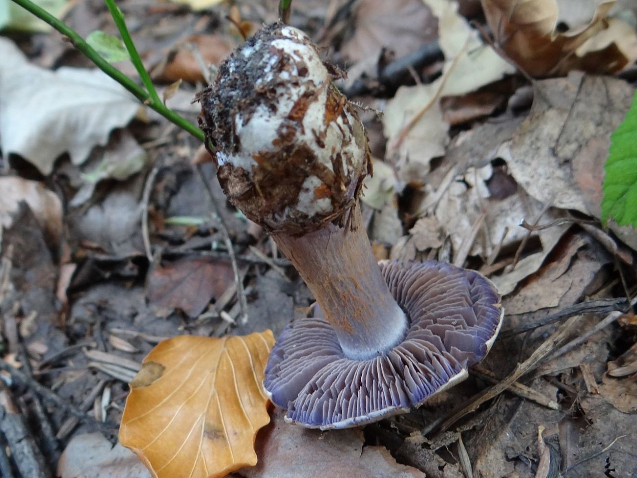 Паутинник Cortinarius glaucopus