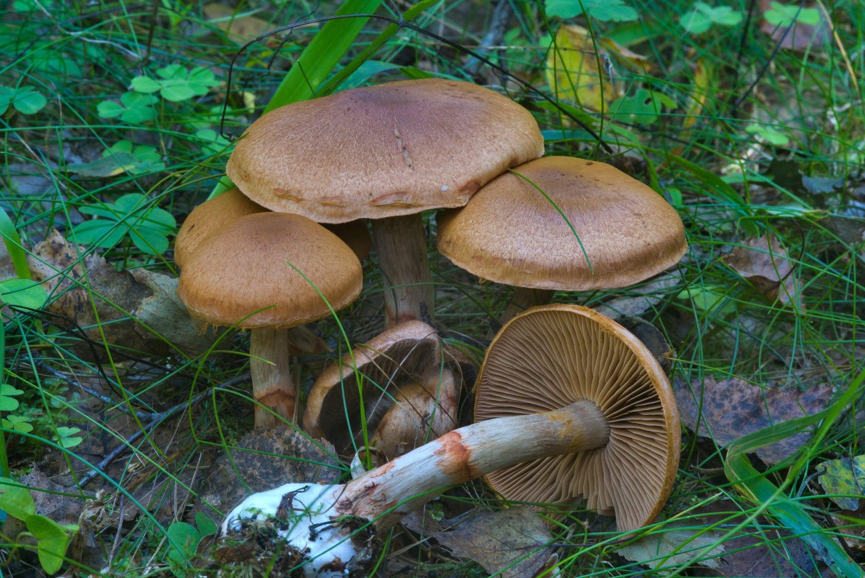 Паутинник Лимоновый