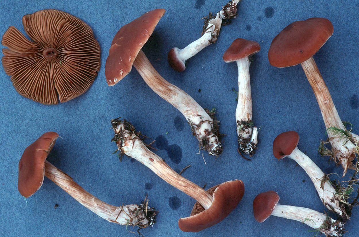 Cortinarius spilomeus