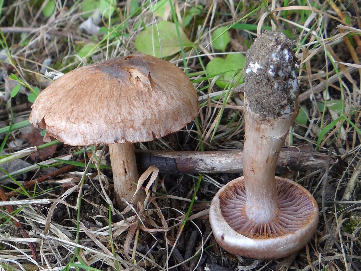 Паутинник Триумфальный гриб