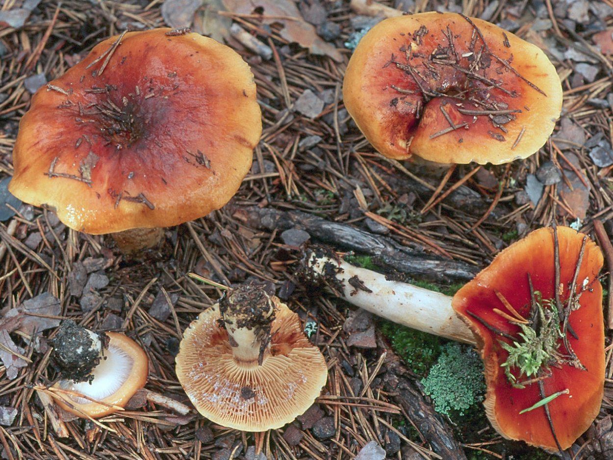 Паутинник козий