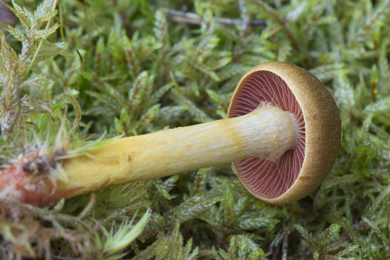 Паутинник Cortinarius glaucopus