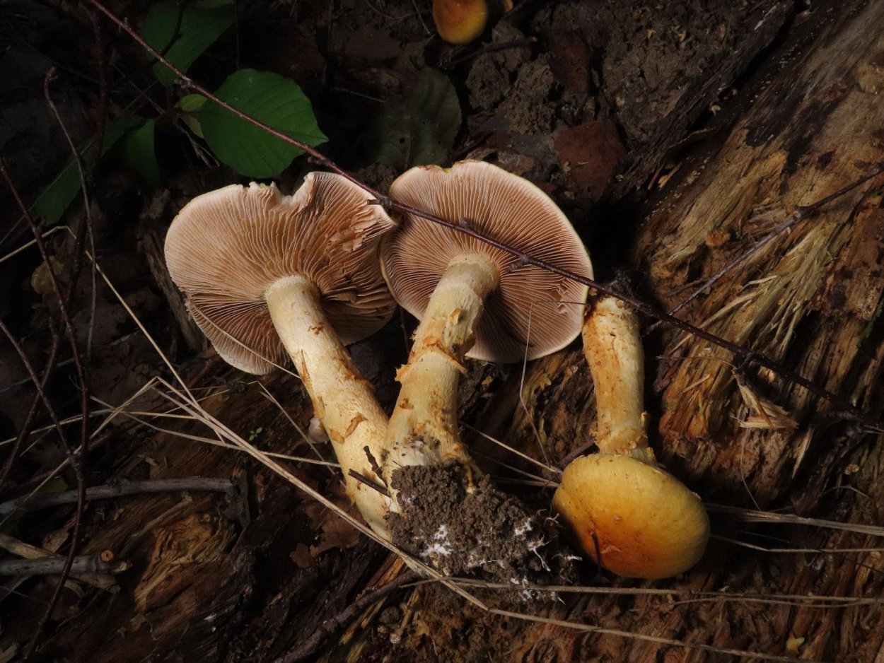 Cortinarius Atrovirens