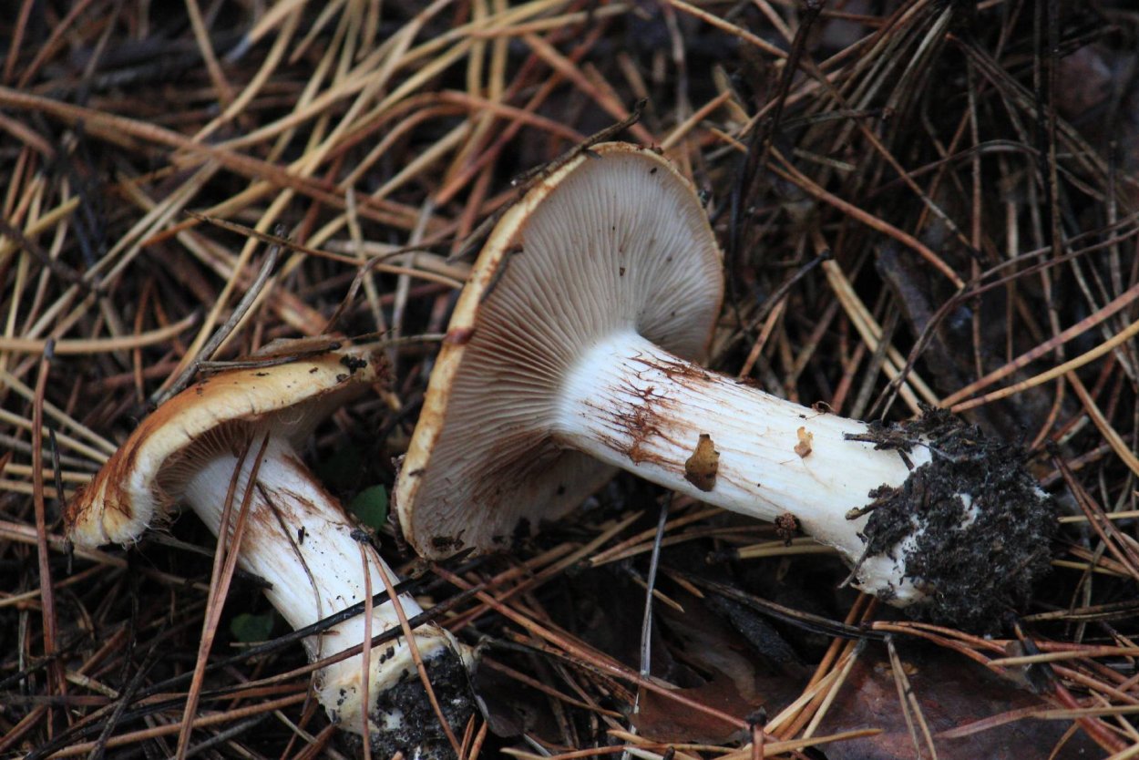 Паутинник синеножковвй