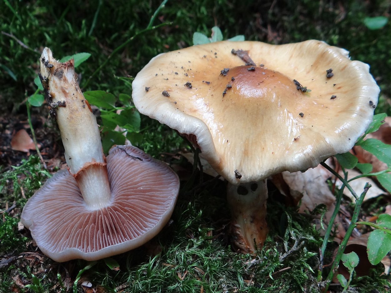 Паутинник прямой Cortinarius collinitus