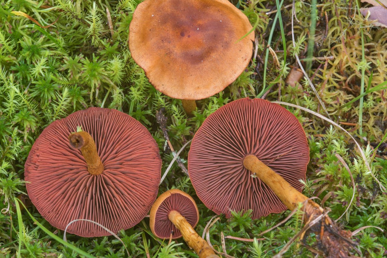 Паутинник бело-фиолетовый