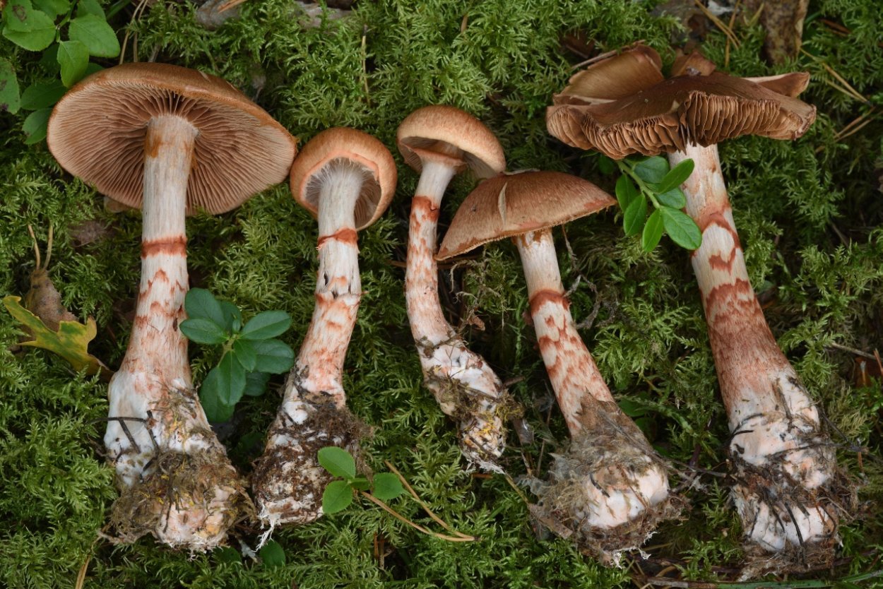 Паутинник красный браслетчатый