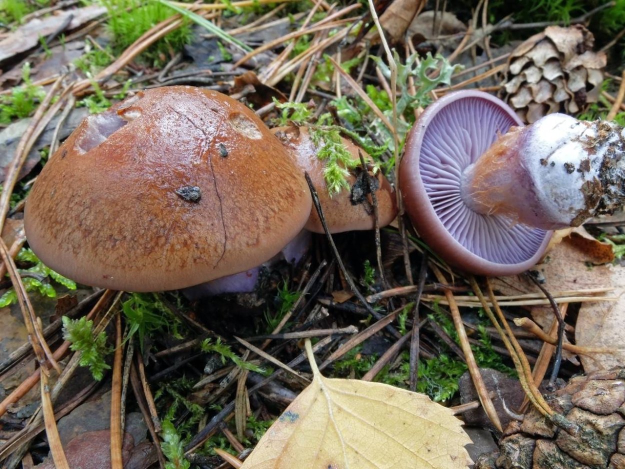 Паутинник сизоножковый