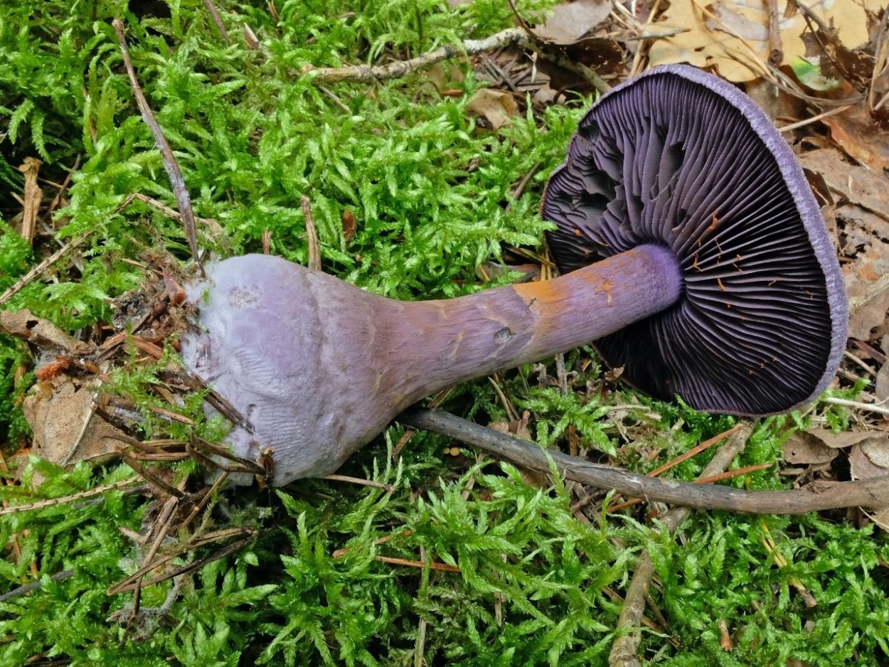 Паутинник кольчатый