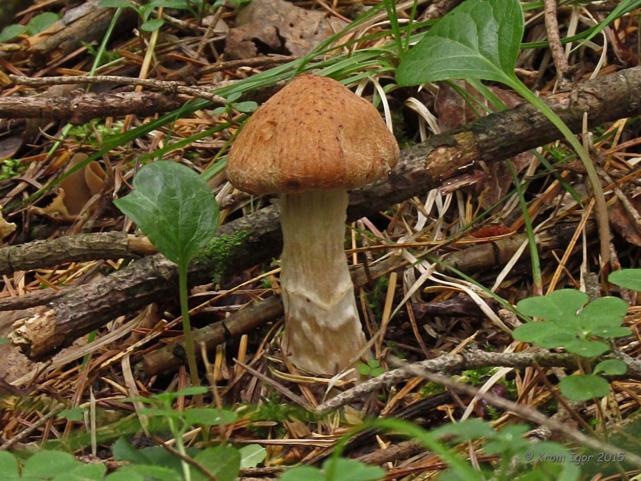 Cortinarius паутинник