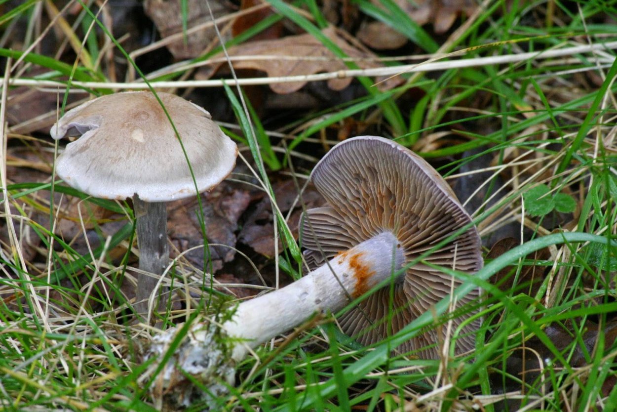 Паутинник сизоножковый гриб