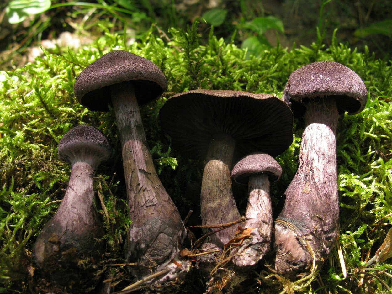 Cortinarius паутинник