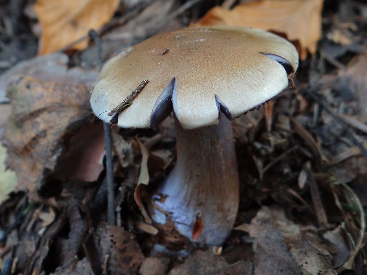 Паутинник Cortinarius glaucopus