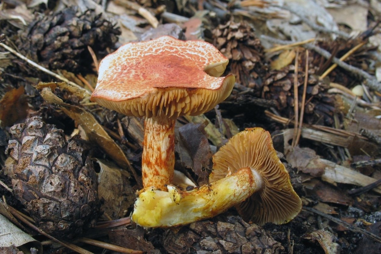 Паутинник луковицеобразный