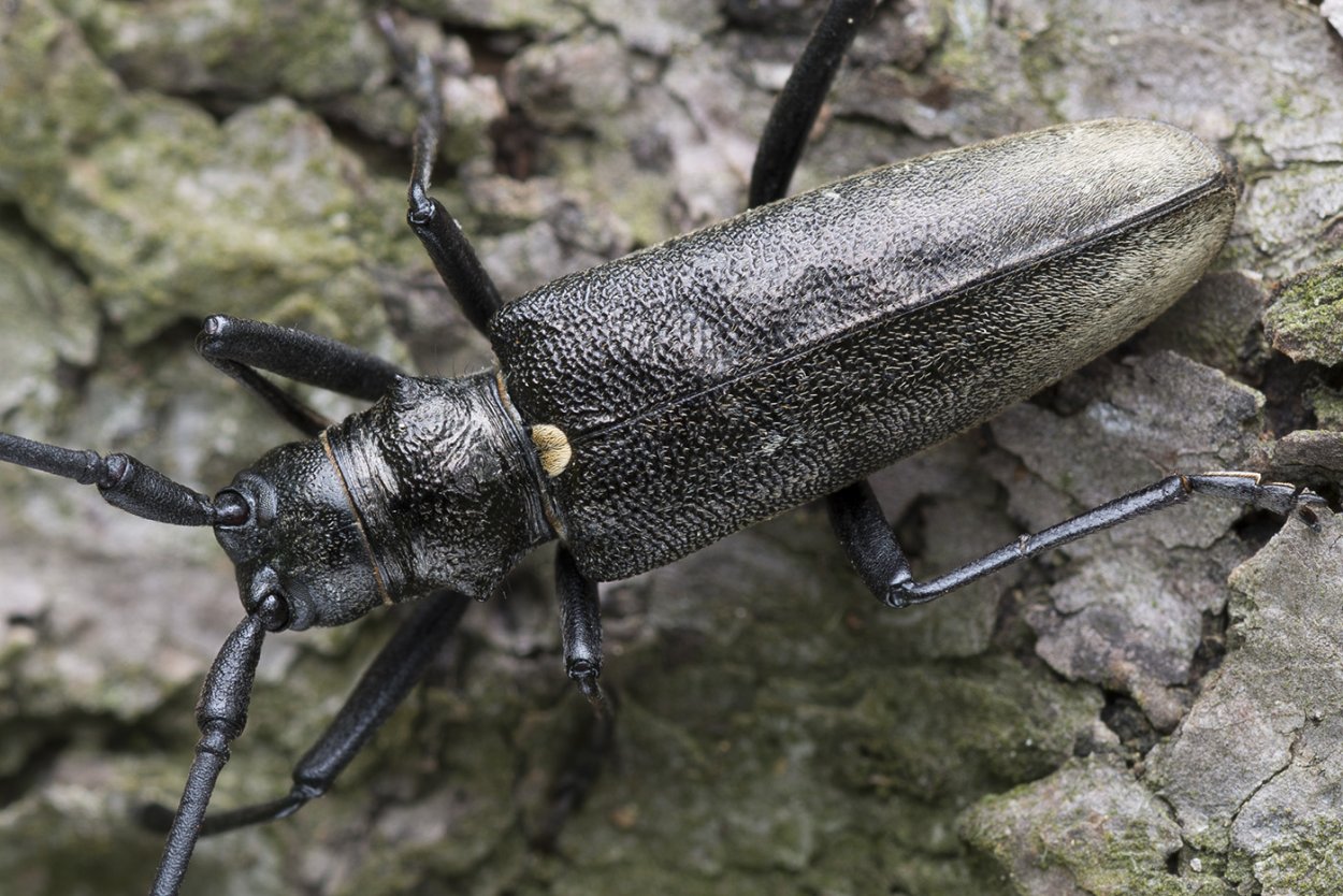 Черный Жук усач