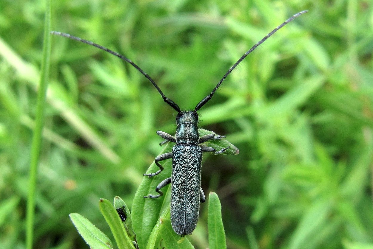 Короед усач Альпийский