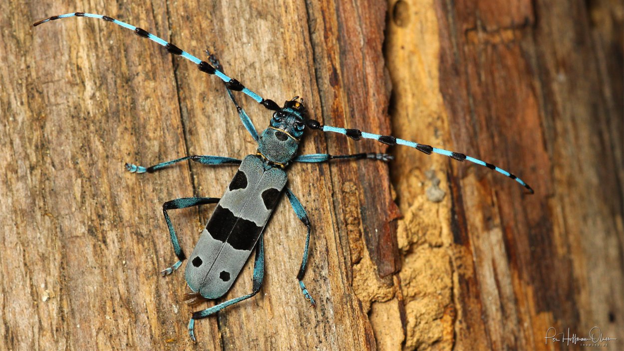 Жук Стригун усач