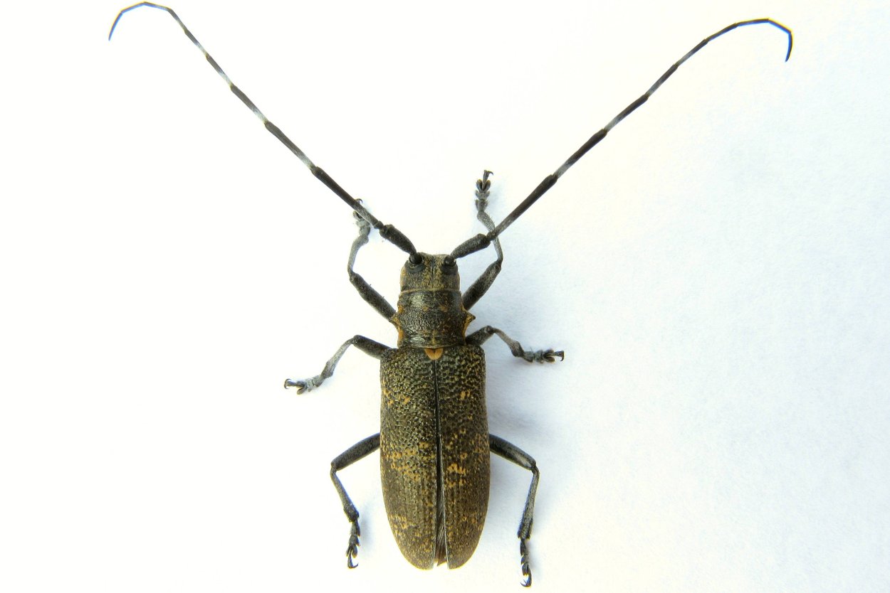 Жук усач древоточец