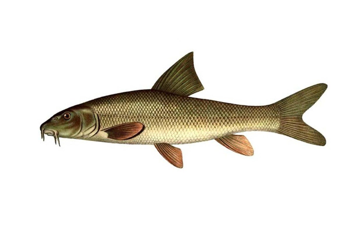 Жук усач Крымский